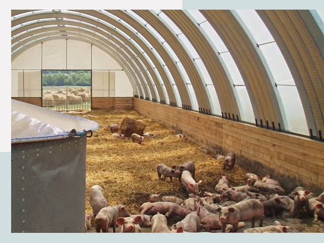 Строительство свинарников в Рыбинске